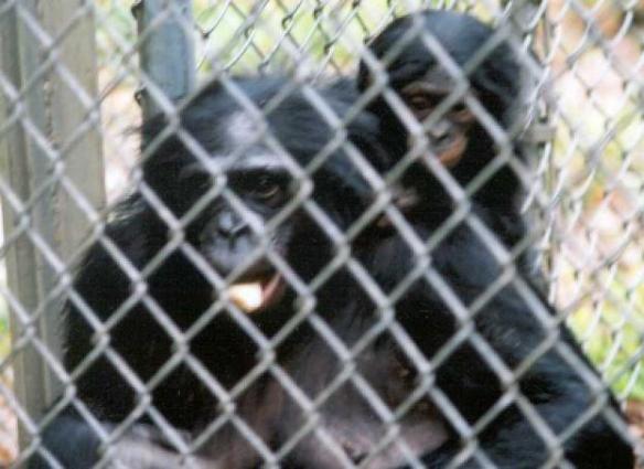 Panbanisha, a bonobo, with her eldest son Nyota.