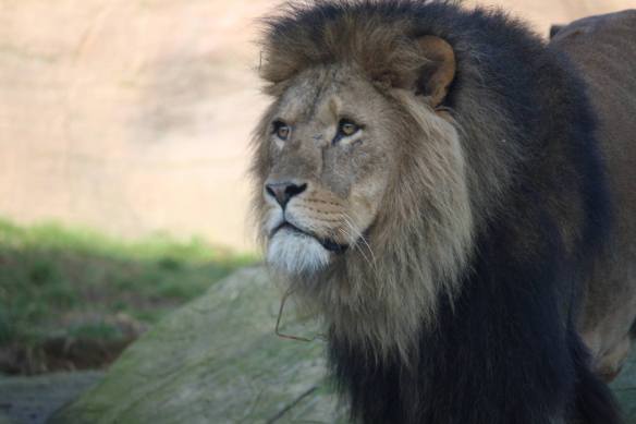 This lion is called 'Bailey' (wild animals should not be named) the only male lion at Colchester Zoo. He was born on June 27th, 2007 at Woburn Safari Park. His father, 'Shane', was born at Knowsley Safari Park in June 1997, and his mother, 'Tamby', was born at Woburn on October 13, 1998. All these lions are descended from those brought into the UK from Uganda by Jimmy Chipperfield, of Chipperfield's Circus, to counter the inbreeding of British lions over the centuries. 